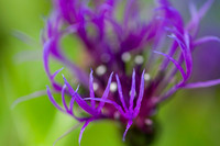 Flower talons