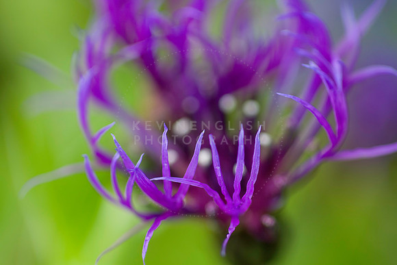 Flower talons