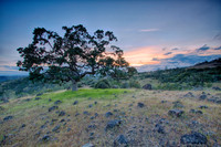 Lone oak in the Ishi Wilderness