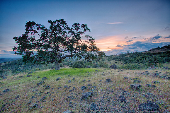 Lone oak in the Ishi Wilderness