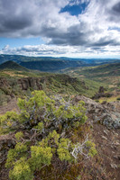 Juniper in Ishi Wilderness