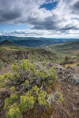 Juniper in Ishi Wilderness