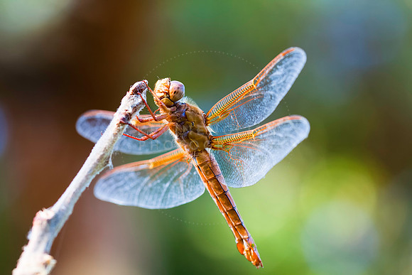 Dragon Fly