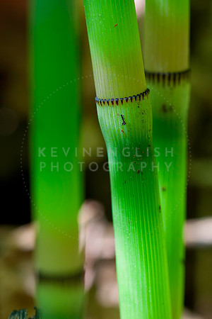 Reeds of Green