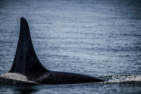 Blackfish