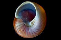 Shell on black