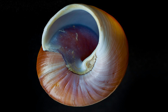 Shell on black