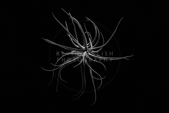 Houston air plant