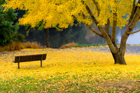 Colorful Ginkgo biloba in the fall