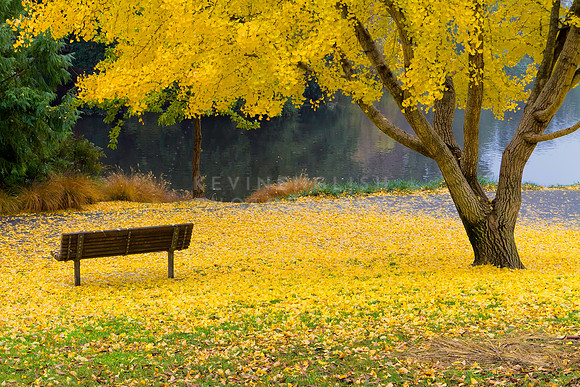 Colorful Ginkgo biloba in the fall