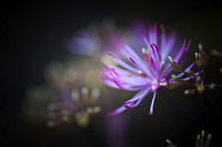 Blooming