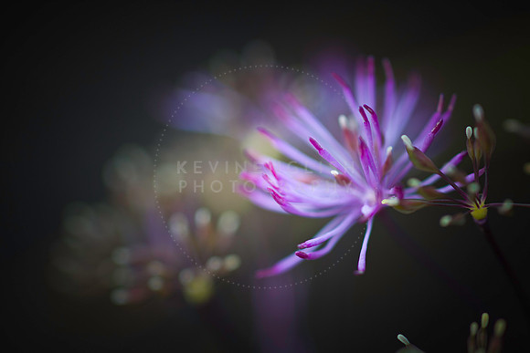Blooming