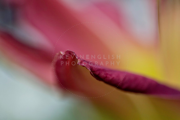 Petal