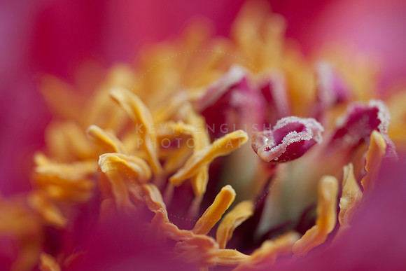 KEnglish-2011-04-11-5941