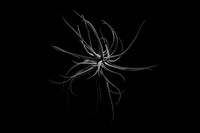 Houston air plant