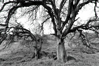 Quercus