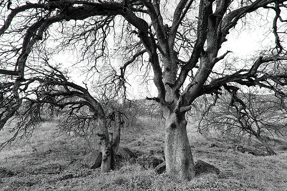 Quercus