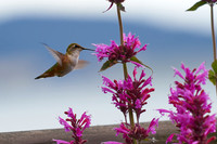 Flora & Fauna