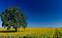 Fields of Suns