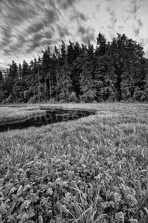 English Boom County Park - Monochrome