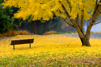 Fall in the Arboretum