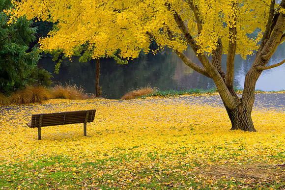 Fall in the Arboretum