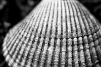Clam - Monochrome
