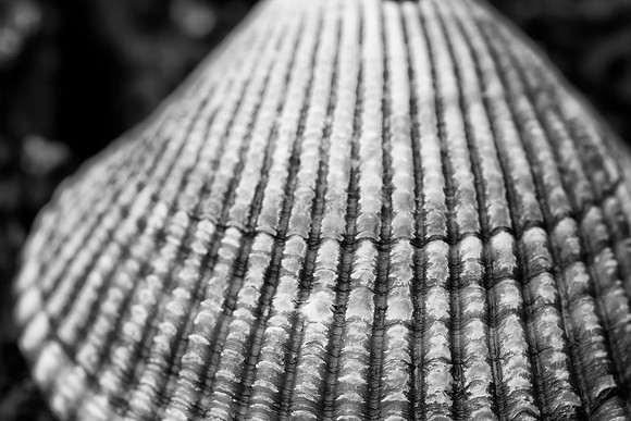 Clam - Monochrome