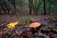Mushroom season