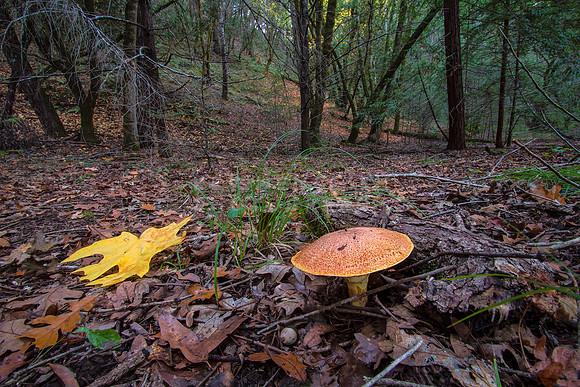Mushroom season