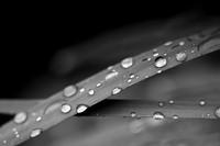Blades of Dew