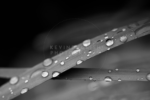 Blades of Dew