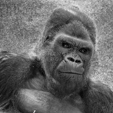 Portrait of Winston