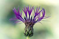 Cornflower Summer Bloom