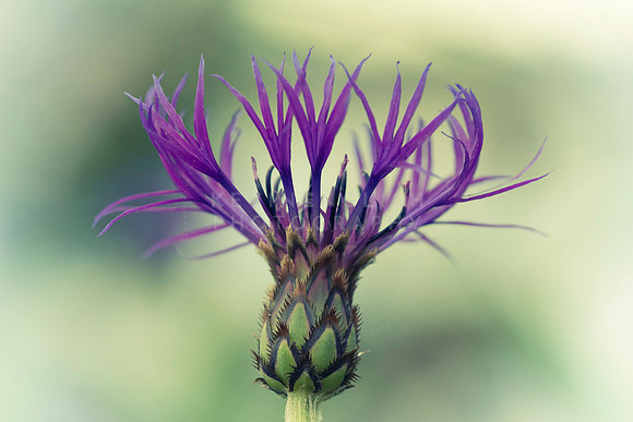 Cornflower Summer Bloom