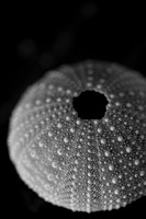 Sea Urchin