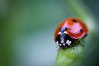 The aphid assassin
