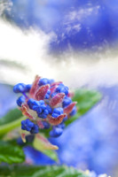 Ceonthus