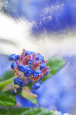 Ceonthus