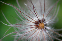 Gone to seed