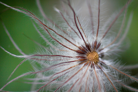 Gone to seed
