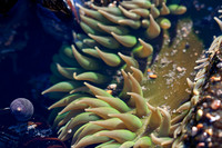 Point Reyes tide pool
