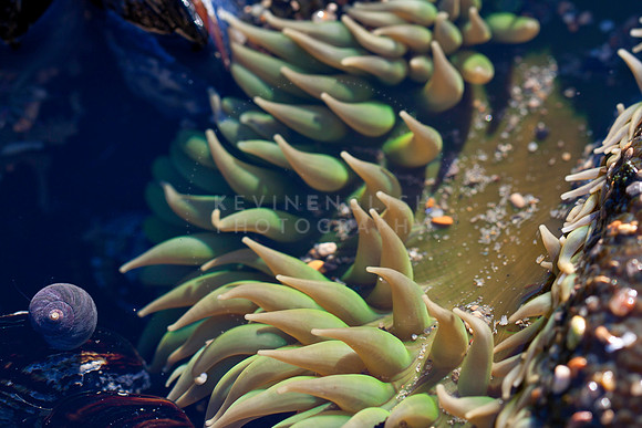 Point Reyes tide pool