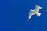 Flying into the Blue
