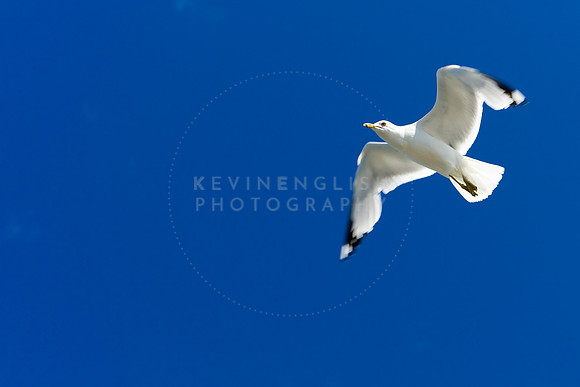 Flying into the Blue